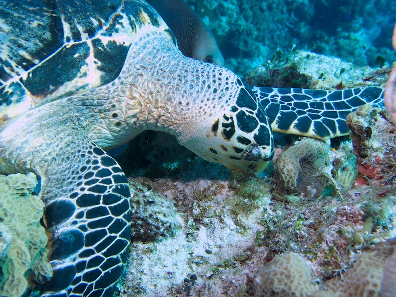 Hawksbill Sea Turtle IMG_9142.jpg